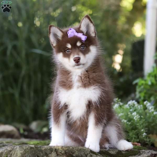 Grace, Pomsky Puppy
